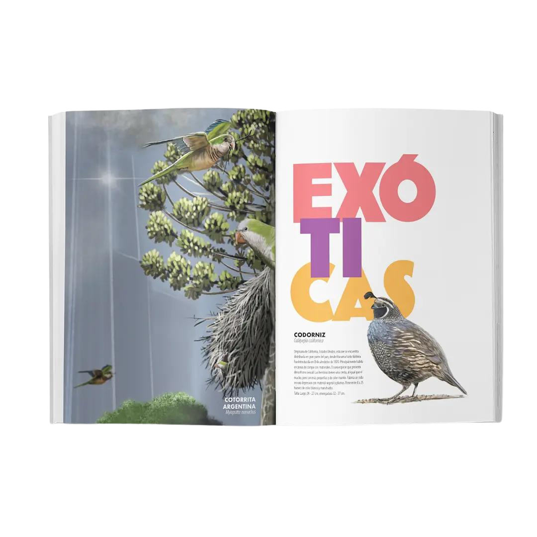 De chincol a jote 2: aves chilenas imprescindibles