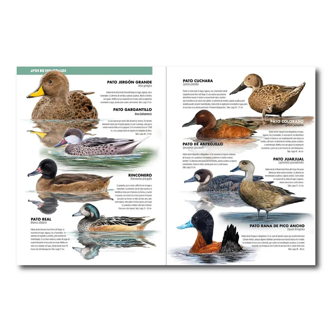 De chincol a jote 2: aves chilenas imprescindibles
