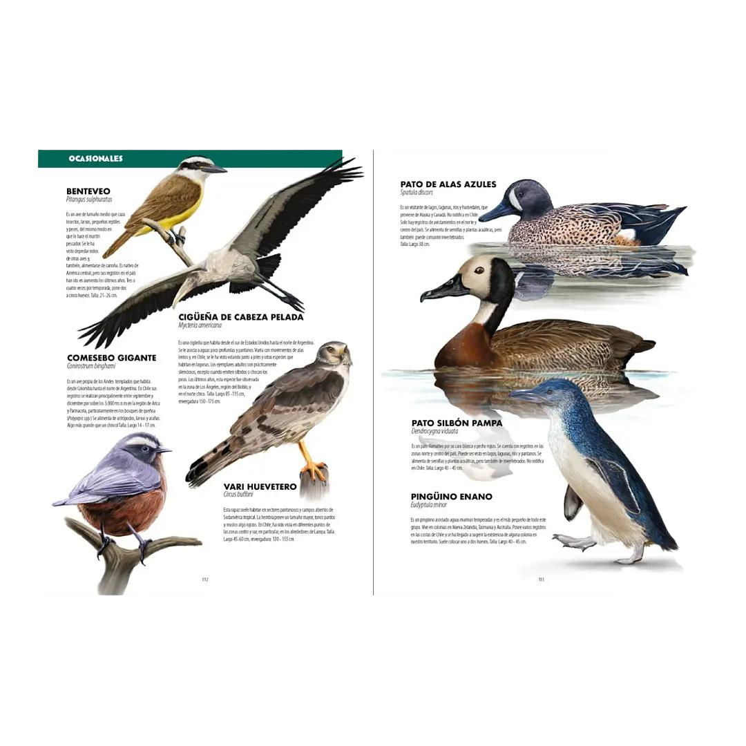 De chincol a jote 2: aves chilenas imprescindibles