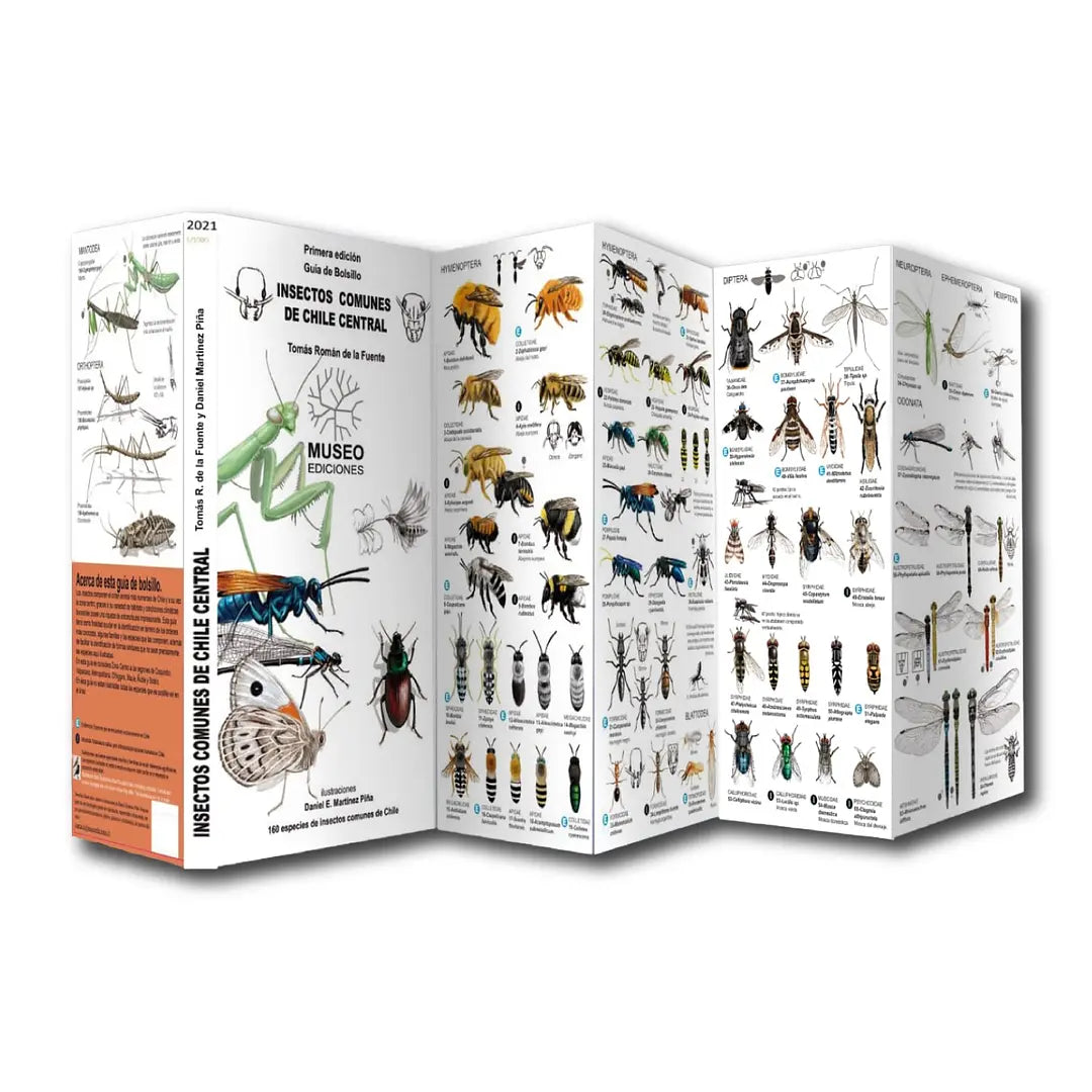 Insectos de Chile (guía de bolsillo)