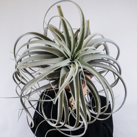 Tillandsias - Plantas aéreas - Naukewe Chile