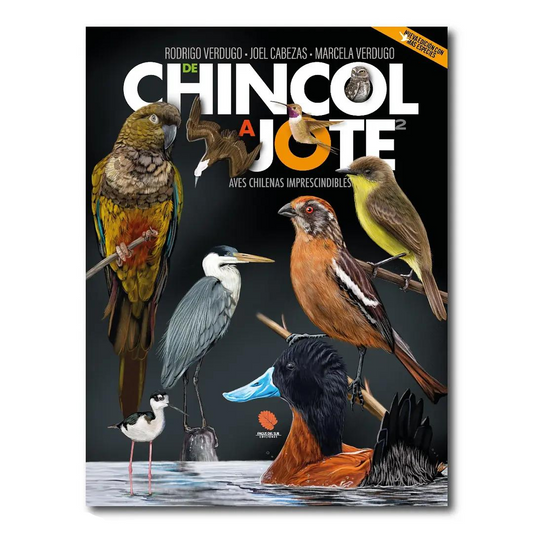 De chincol a jote 2: aves chilenas imprescindibles