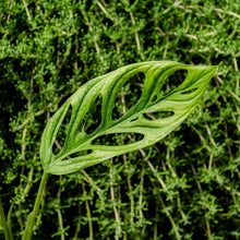 Cargar imagen en el visor de la galería, Monstera adansonii - Naukewe Chile
