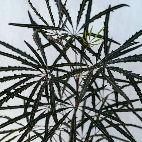 Aralia - Naukewe Chile