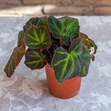 Cargar imagen en el visor de la galería, Begonia soli mutata - Naukewe Chile
