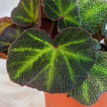 Cargar imagen en el visor de la galería, Begonia soli mutata - Naukewe Chile
