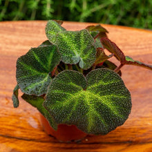 Cargar imagen en el visor de la galería, Begonia piel de sapo - Compra online en Santiago Chile
