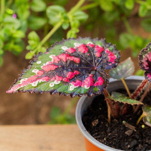 Begonia rex - Compra online en Chile