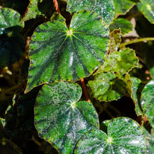 Cargar imagen en el visor de la galería, Begonia bowerae - Naukewe Chile
