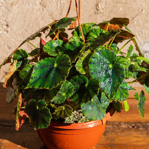 Begonia bowerae - Naukewe Chile