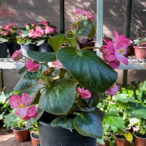 Begonia porcelana