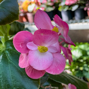 Begonia porcelana