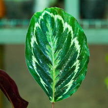 Cargar imagen en el visor de la galería, Calathea medallion
