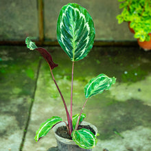 Cargar imagen en el visor de la galería, Calathea medallion
