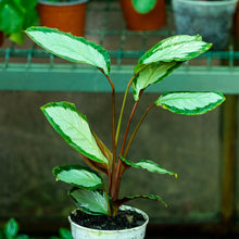 Cargar imagen en el visor de la galería, Calathea picturata
