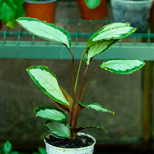 Calathea picturata