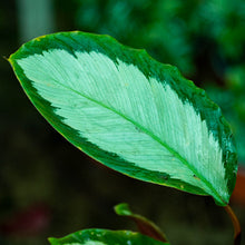 Cargar imagen en el visor de la galería, Calathea picturata
