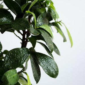 Ficus benjamina