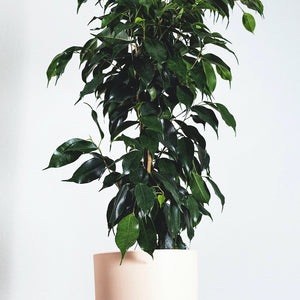 Ficus benjamina