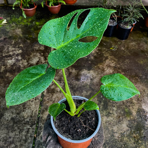 Monstera deliciosa