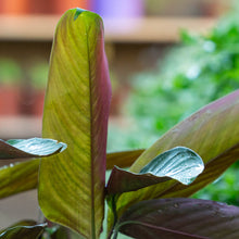 Cargar imagen en el visor de la galería, Ctenanthe setosa
