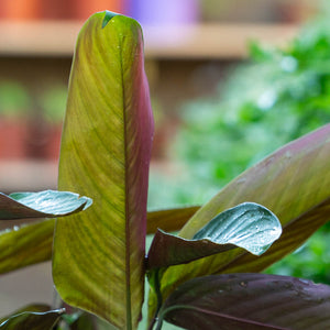 Ctenanthe setosa