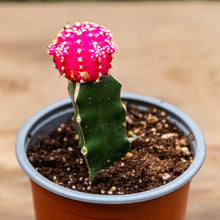 Cargar imagen en el visor de la galería, Cactus injertado
