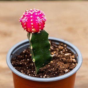 Cactus injertado