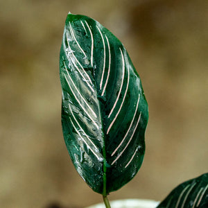 Calathea ornata