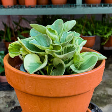 Cargar imagen en el visor de la galería, Peperomia obtusifolia
