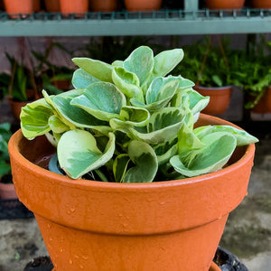 Peperomia obtusifolia