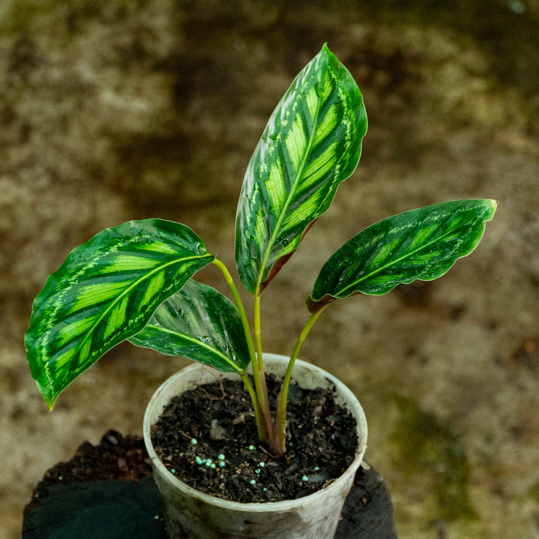 Calathea flamestar