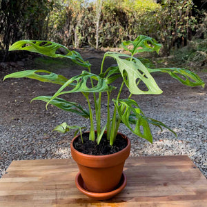 Monstera adansonii