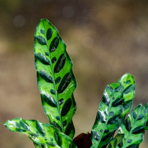 Calathea lancifolia