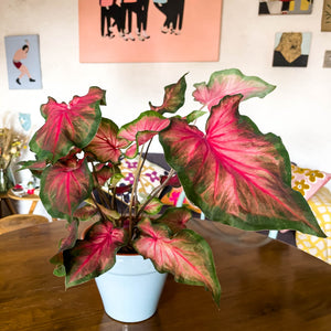 Caladium