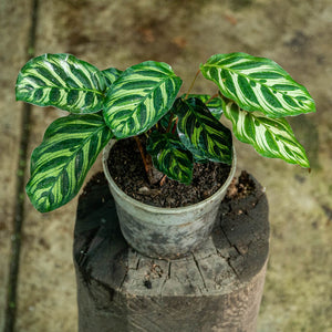 Calathea makoyana