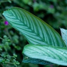 Cargar imagen en el visor de la galería, Ctenanthe setosa
