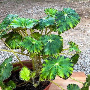 Begonia bowerae