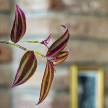 Cargar imagen en el visor de la galería, Tradescantia
