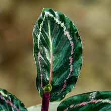 Cargar imagen en el visor de la galería, Calathea roseopicta illustrus
