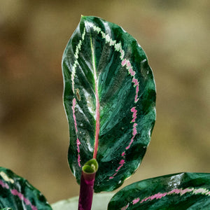 Calathea roseopicta illustrus