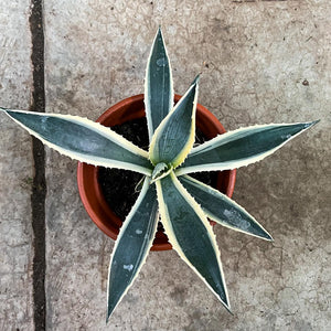 Agave