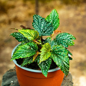 Begonia ala de angel