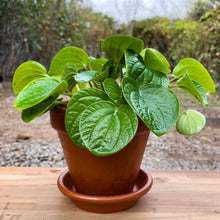 Cargar imagen en el visor de la galería, Peperomia rana verde
