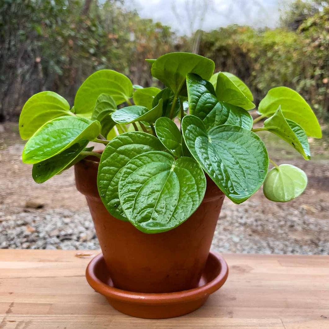 Peperomia rana verde