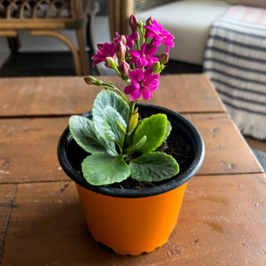 Kalanchoe