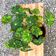 Cargar imagen en el visor de la galería, Begonia bowerae
