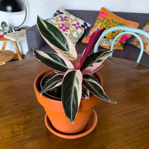 Calathea triostar