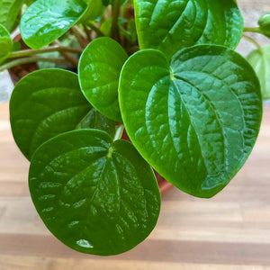 Peperomia rana verde