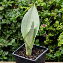 Cargar imagen en el visor de la galería, Sansevieria moonshine
